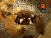 fantastic shih tzu puppies for sale from Maywood