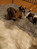 fantastic shih tzu puppies for sale from Maywood