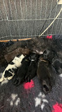 stunning shih tzu puppies seeking homes from Indianapolis