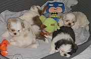 stunning imperial shih tzu puppies from Athens