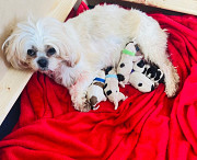 adorable shih tzu puppies ready to go now from Center Point