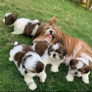 beautiful shih tzu puppies ready to go now from Decatur