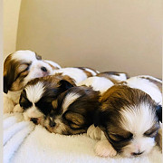 lovely shih tzu puppies ready to go now from New Orleans