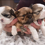 lovely shih tzu puppies ready to go now from New Orleans