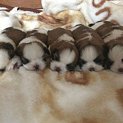 stunning shih tzu puppies ready to go now from Oregon