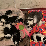 outstanding shih tzu puppies ready to go now from Oregon City
