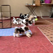 outstanding shih tzu puppies ready to go now from Oregon City