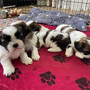shih tzu puppies for sale from Portland