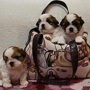 shih tzu puppies for sale from Portland