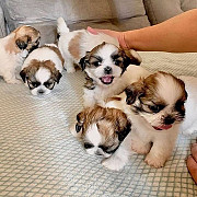 adorable shih tzu puppies for sale from Oklahoma City