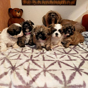 amazing shih tzu puppies for sale from Iowa City