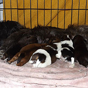 beautiful shih tzu puppies for sale from Jackson