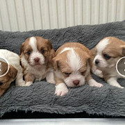 cute shih tzu puppies for sale from Kansas City