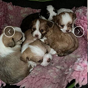 cute shih tzu puppies for sale from Kansas City