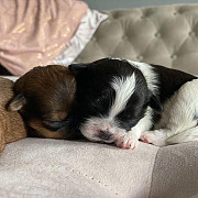 fantastic shih tzu puppies for sale from Kansas City