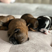 fantastic shih tzu puppies for sale from Kansas City