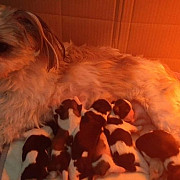 gorgeous shih tzu puppies for sale from Topeka