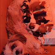 gorgeous shih tzu puppies for sale from Topeka
