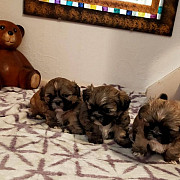 lovely shih tzu puppies for sale from Idaho Falls