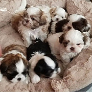 outstanding shih tzu puppies for sale from Dover