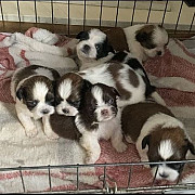 beautiful shih tzu puppies seeking homes from Dover