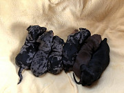 cute dachshund puppies ready to go now from Port Arthur