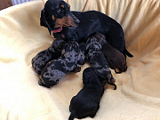 cute dachshund puppies ready to go now from Port Arthur