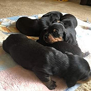 lovely dachshund puppies ready to go now from Pensacola