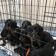 stunning dachshund puppies ready to go now from New York City