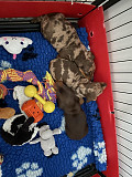 dachshund puppies for sale from Amsterdam