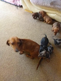adorable dachshund puppies for sale from Binghamton