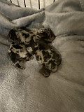 amazing dachshund puppies for sale from Buffalo
