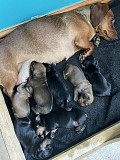 beautiful dachshund puppies for sale from East New York