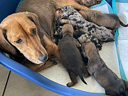 gorgeous dachshund puppies for sale from Columbus