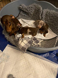 stunning dachshund puppies for sale from Michigan City
