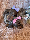 outstanding dachshund puppies for sale from Lincoln Park