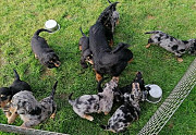 adorable dachshund puppies seeking homes from Charleston