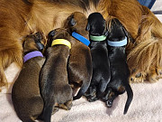 amazing dachshund puppies seeking homes from Washington, D.C.