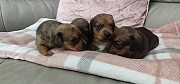 beautiful dachshund puppies seeking homes from Washington