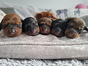 beautiful dachshund puppies seeking homes from Washington