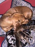 cute dachshund puppies seeking homes from Washington