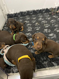 gorgeous dachshund puppies seeking homes from Cambridge