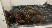 gorgeous dachshund puppies seeking homes from Cambridge