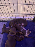 stunning dachshund puppies seeking homes from Indianapolis