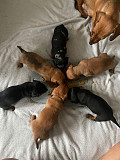 amazing miniature dachshund puppies from Maryland Heights