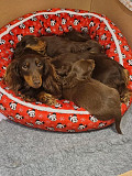 beautiful miniature dachshund puppies from Frederick