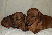 gorgeous miniature dachshund puppies from Saint Paul