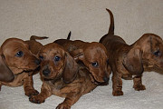 gorgeous miniature dachshund puppies from Saint Paul