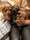 lovely miniature dachshund puppies from Alabaster