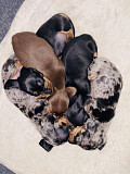 outstanding dachshund puppies ready to go now from Albany